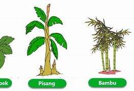 Contoh Tanaman Yang Berkembang Biak Secara Stolon